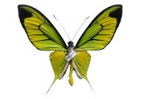 ORNITHOPTERA PARADISEA BORCHI